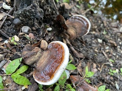 Ganoderma gibbosum