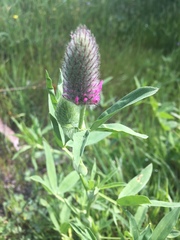 Trifolium purpureum