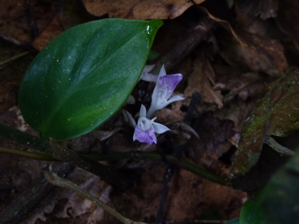 Goeppertia pseudoveitchiana