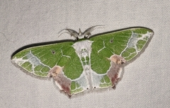 Protuliocnemis partita