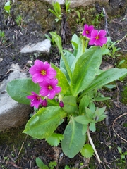 Primula parryi