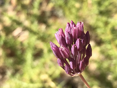 Allium pruinatum