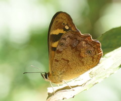Heteronympha banksii