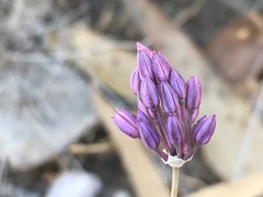 Allium pruinatum