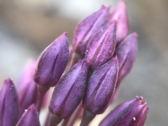 Allium pruinatum