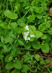 Galium palustre