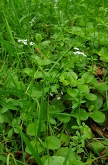 Galium palustre