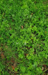 Galium palustre
