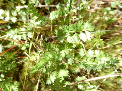 Chaerophyllum ramosum