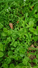 Galium palustre