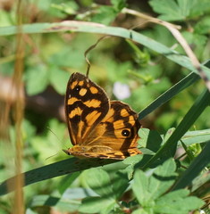 Heteronympha paradelpha