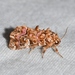 Pink-shaded Fern Moth - Photo (c) Royal Tyler, some rights reserved (CC BY-NC-SA), uploaded by Royal Tyler