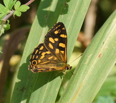 Oreixenica kershawi