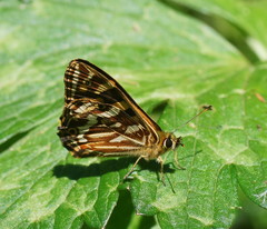 Oreixenica kershawi