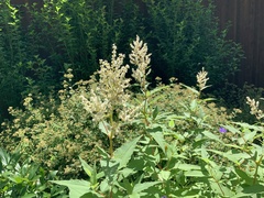 Filipendula ulmaria