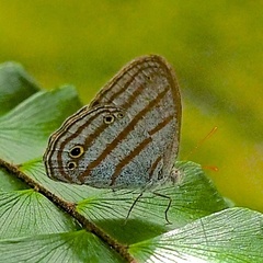 Cepheuptychia glaucina