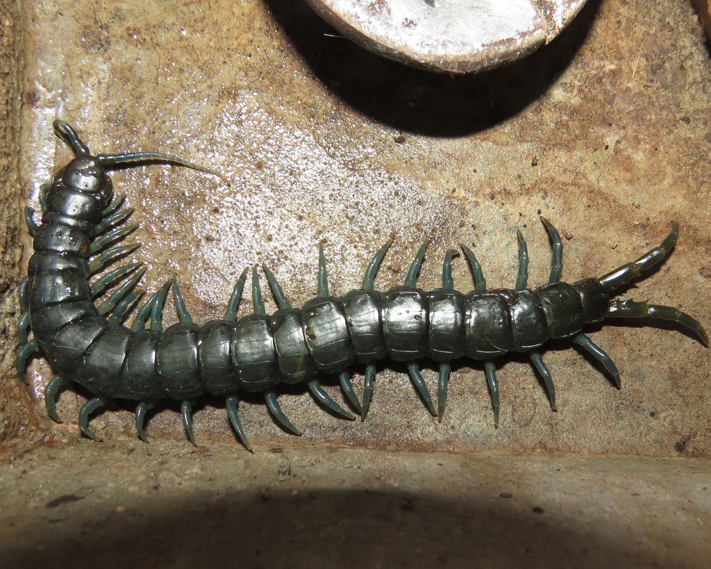 African Giant Centipede from Mbuluzi Game Reserve, Eswatini on July 4 ...