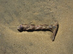 Malleus malleus