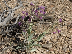 Penstemon patens