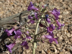 Penstemon patens