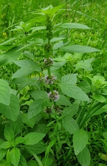 Mentha arvensis