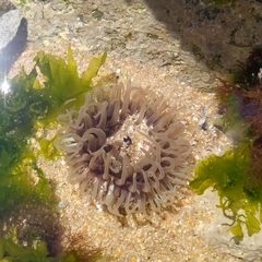 Anthopleura biscayensis