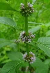 Mentha arvensis