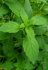 Mentha arvensis
