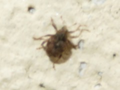 Rhinoncus bruchoides