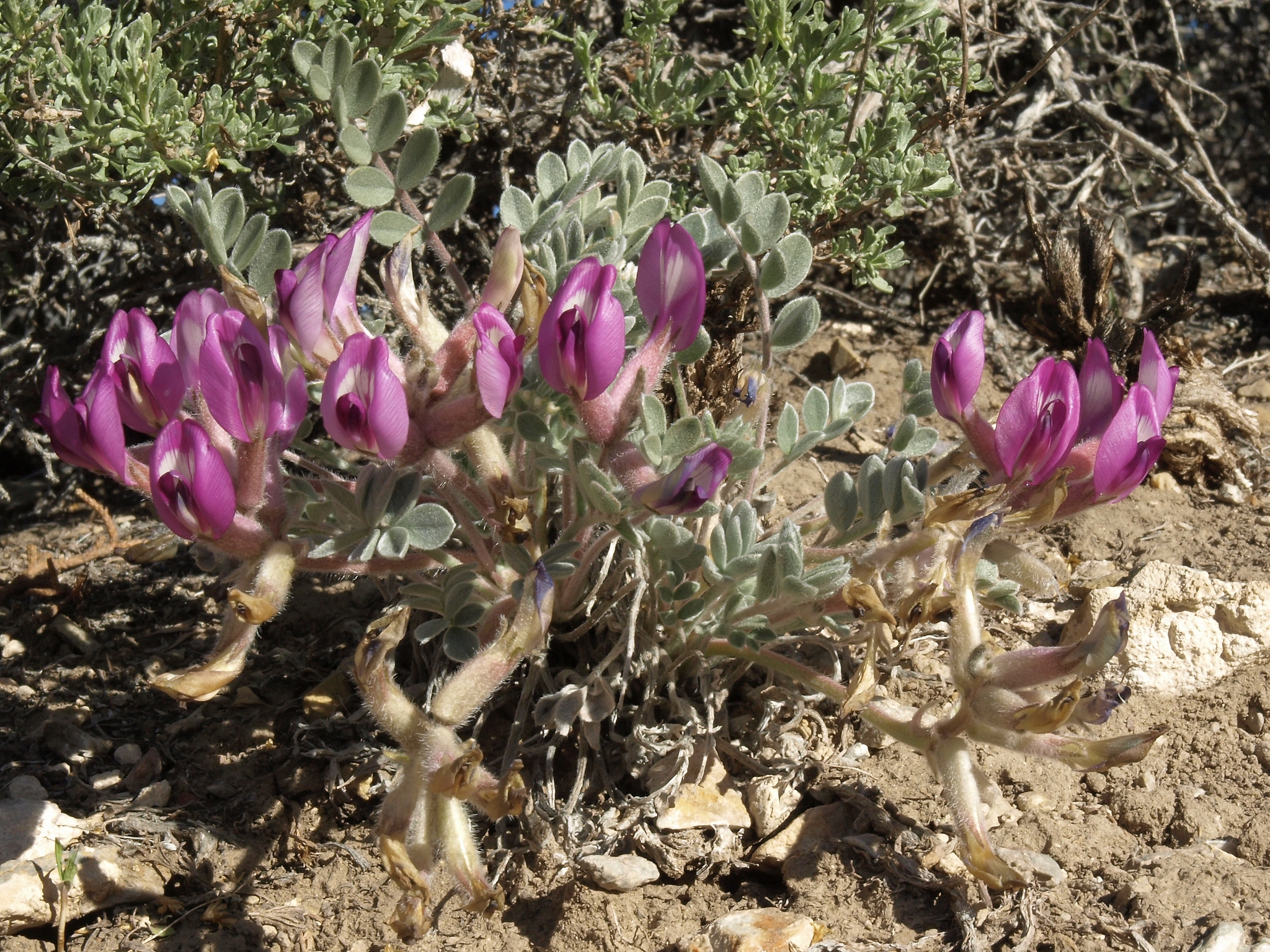 Astragalus newberryi