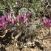 Newberry's Milkvetch - Photo (c) Jim Morefield, some rights reserved (CC BY), uploaded by Jim Morefield