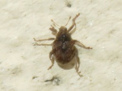 Rhinoncus bruchoides