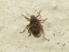 Rhinoncus bruchoides