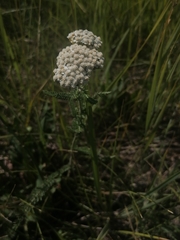 Achillea asiatica