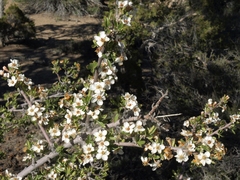 Peraphyllum ramosissimum