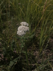 Achillea asiatica