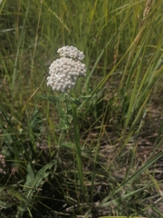 Achillea asiatica