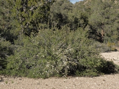 Peraphyllum ramosissimum