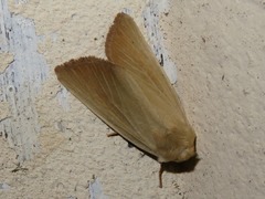 Arenostola phragmitidis