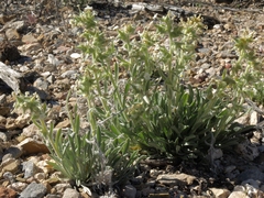 Oreocarya flavoculata