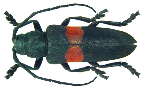 Ceroplesis signata
