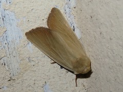 Arenostola phragmitidis