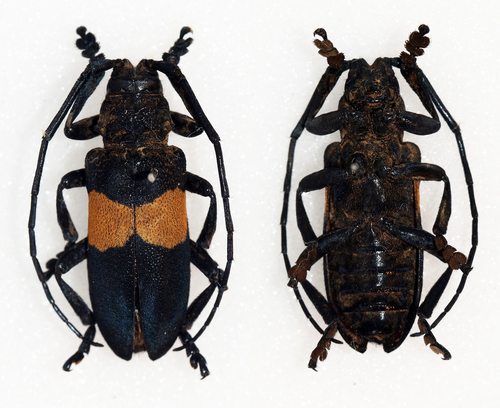 Ceroplesis signata