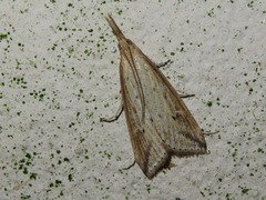 Donacaula forficella