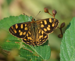 Oreixenica kershawi