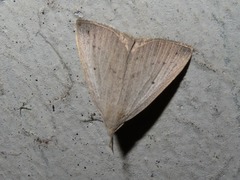 Macrochilo cribrumalis