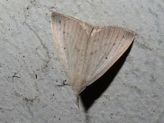 Macrochilo cribrumalis