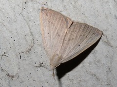 Macrochilo cribrumalis