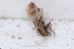 Trichadenotecnum majus