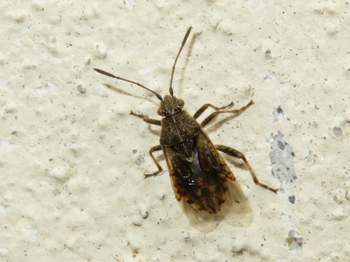 banded rhopalid, Voorschoten, Nederland, photo 8 of 10